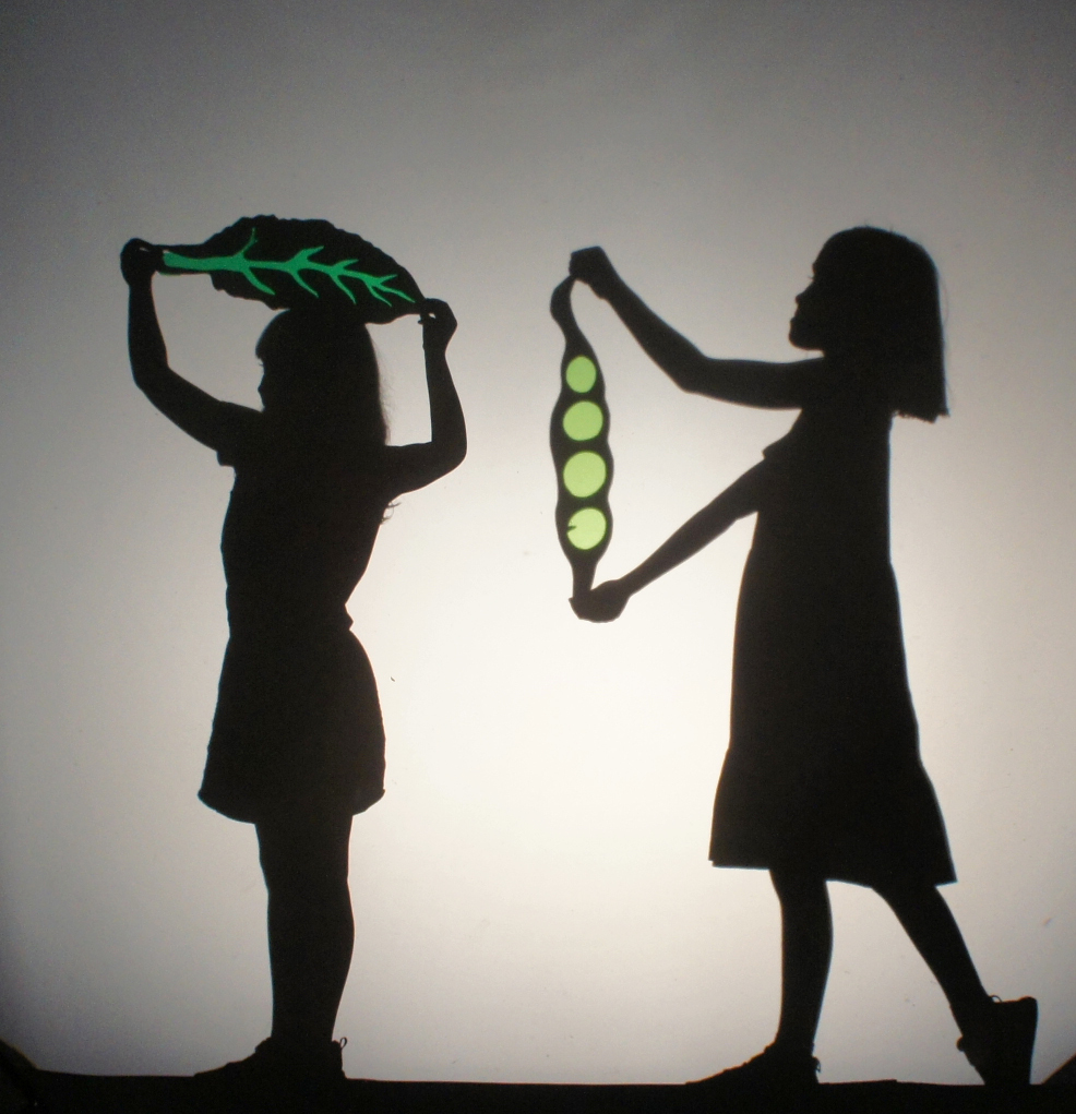 Shadow Theatre Workshop with children about forest food growing